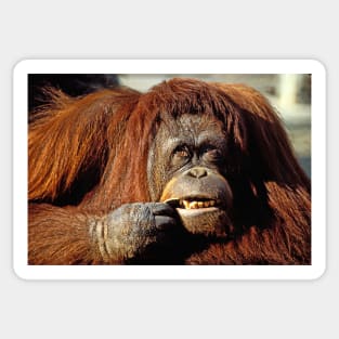 Orangutan Sticker